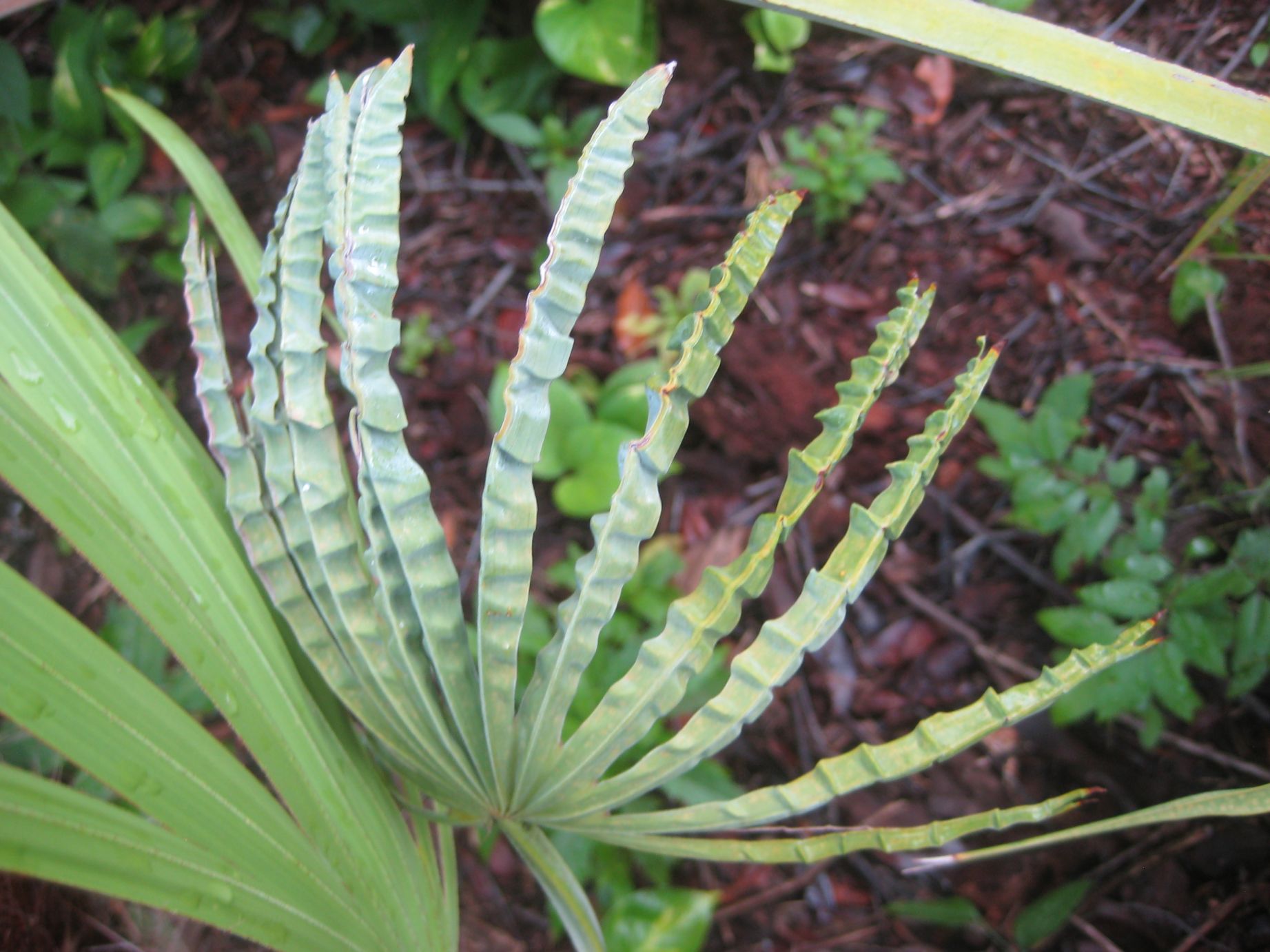 Serenoa Repens - DISCUSSING PALM TREES WORLDWIDE - PalmTalk